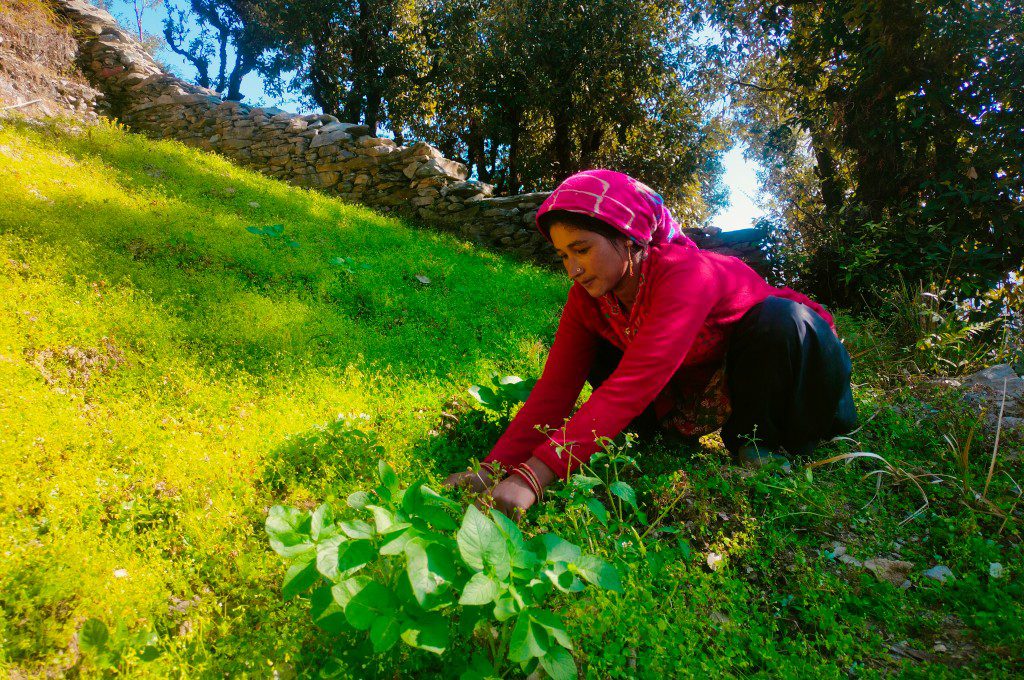 Empowering Women through Ecological Restoration and Medicinal Plant Cultivation
